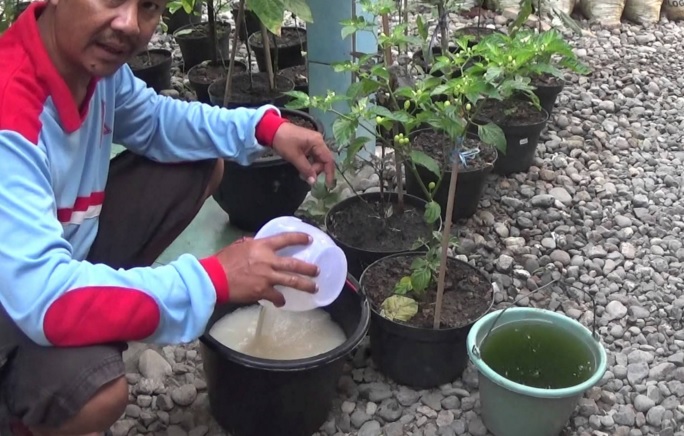 Manfaat Air Cucian Beras Untuk Tanaman Bibitbunga Com