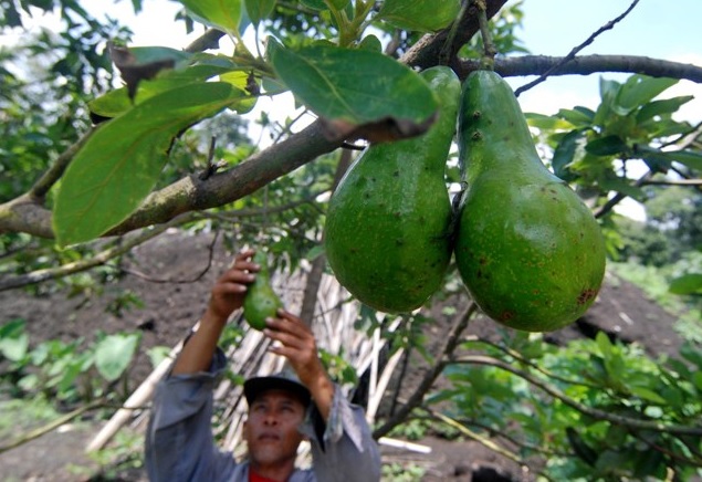  dari biji sanggup dilakukan dengan gampang dan hal yang harus diperhatikan sebelum menanamnya Cara Menanam Alpukat Dari Biji