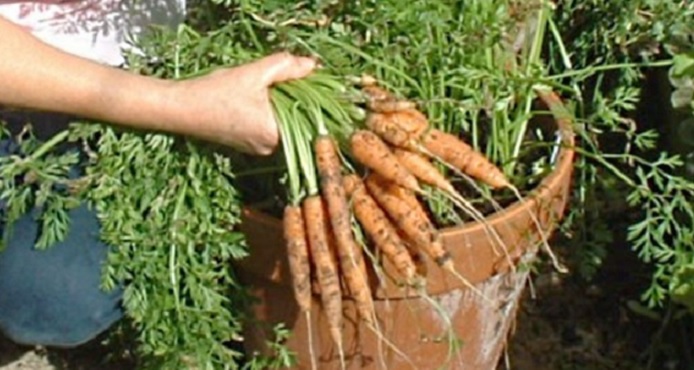 panen-wortel