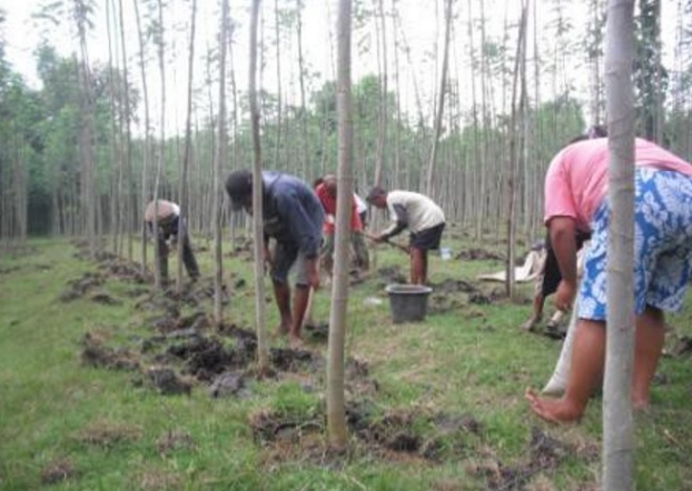 Perawatan pada pohon sengon harus terus dilakukan agar dapat tumbuh maksimal dan menghasilkan kayu sengon yang berkualitas.