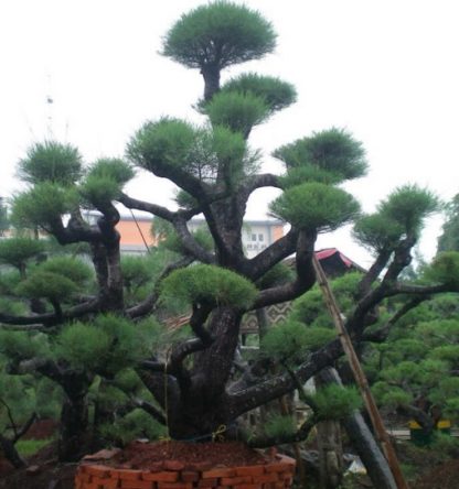 Cara Membuat dan Merawat Bonsai Cemara  Udang BibitBunga com