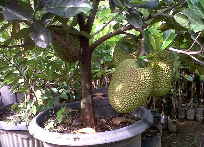 Pohon nangka mini dapat ditanam di dalam pot dan hebatnya lagi tanaman ini sangat cepat menghasilkan buah.
