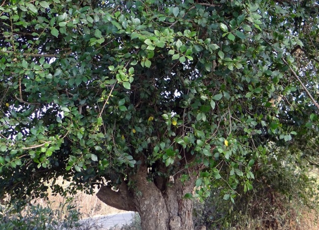 Tampilan asli pohon serut.