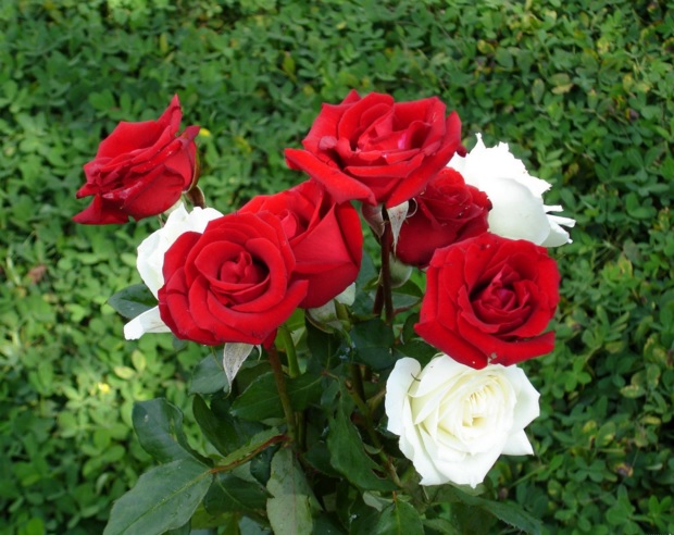 Gambar Bunga Paling Cantik Sedunia / Download now 30 tanaman hias bunga