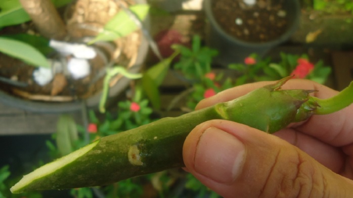 Cabang batang adenium yang sudah dipotobg miring. Potongan batang ini siap ditanam pada media tanam untuk memperoleh tunas adenium yang baru.