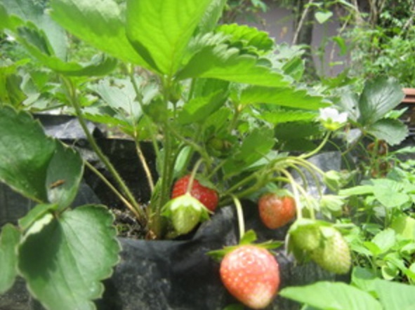 Menggunakan polybag pun bisa tetap menumbuhkan strawberry hingga berbuah.