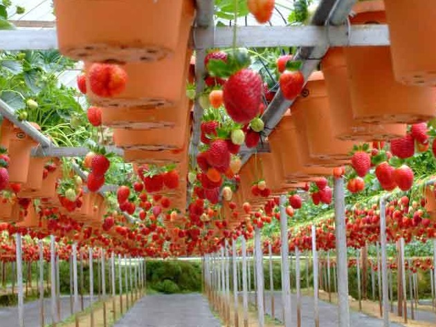 Selain menggunakan wadah paralon, Anda juga bisa menggunakan wadah pot untuk menanam strawberry secara hidroponik.
