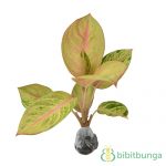 Tanaman Aglaonema  All Star  Red BibitBunga com