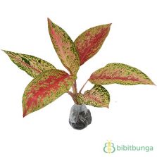 Jual Tanaman Aglaonema  BibitBunga com