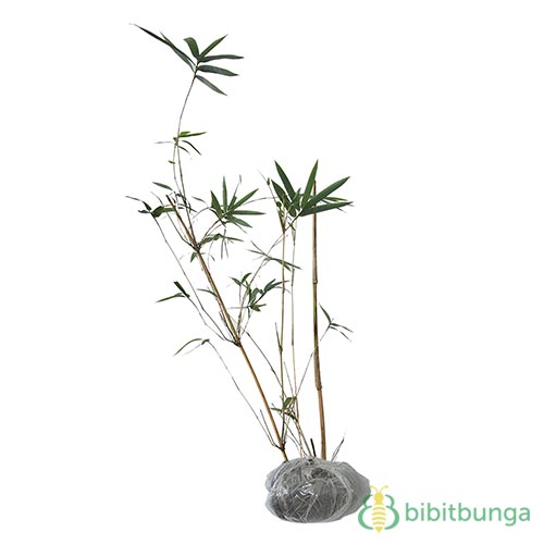 Tanaman Bambu Kuning Mini - BibitBunga.com