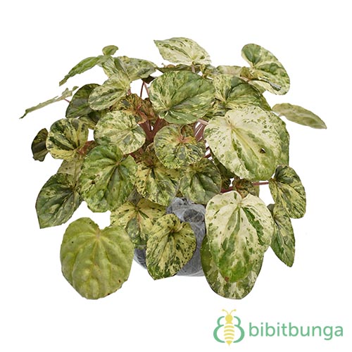Tanaman Begonia Childhood Variegata