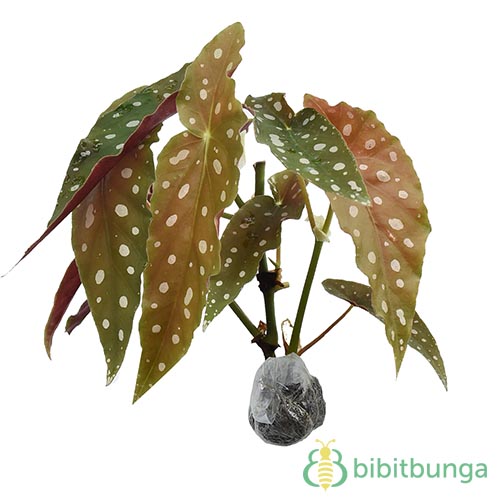 Tanaman Begonia Polkadot