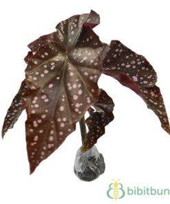 Tanaman Begonia Polkadot Moka