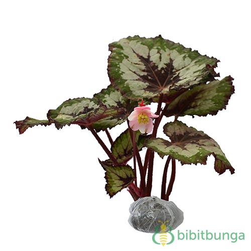 Tanaman Begonia Rex