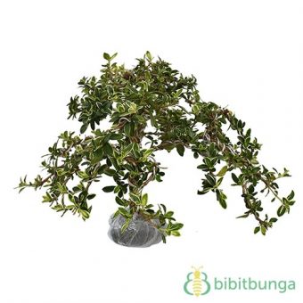 Bonsai Mirten BibitBunga com