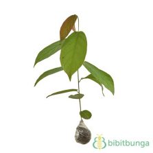 Tanaman Daun Inggu  BibitBunga com