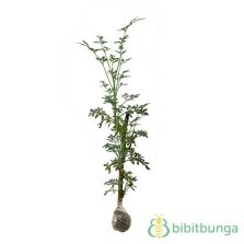  Tanaman  Bunga  Lilin Lollipop Plant BibitBunga com