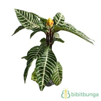 Tanaman Green Leaved Aphelandra BibitBunga com