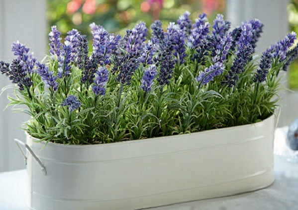 tanaman-hias-lavender-pengusir-nyamuk