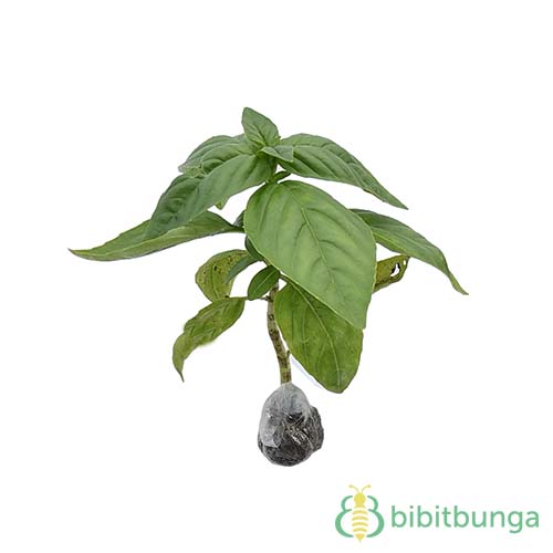 Tanaman Italian Large Leaf Basil BibitBunga com