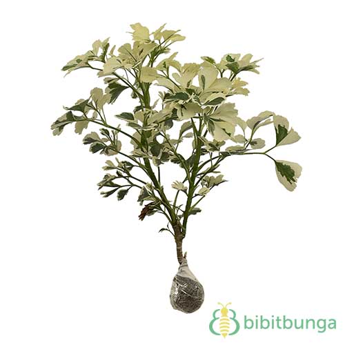 tanaman-kedondong-laut-variegata-white-chips-aralia
