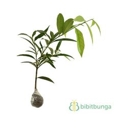  Tanaman  Jeruk Kingkit Lime Berry BibitBunga com