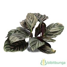  Tanaman Aglaonema Bidadari  BibitBunga com