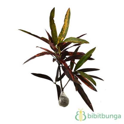 Jual Tanaman  Puring  Lancur BibitBunga com