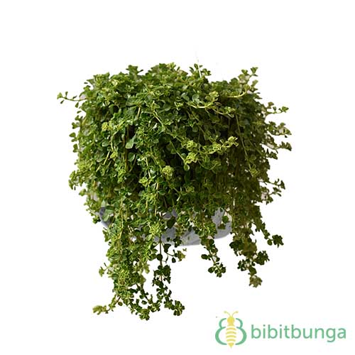Jual Tanaman Smokey Green Leaf Petasan BibitBunga com