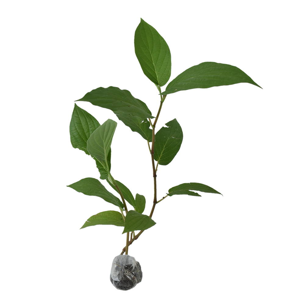 Gambar Tanaman Suruhan