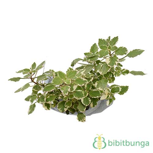 Tanaman Swedish Begonia Variegata