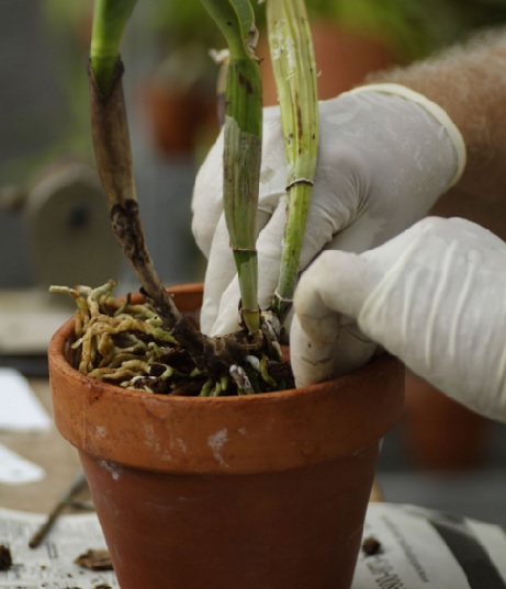 Dalam menanam bunga anggrek di dalam pot, ukuran pot tersebut juga harus diperhatikan. 