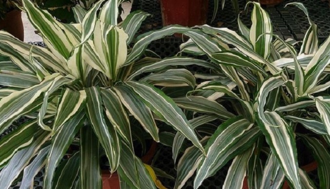 Warneck-Dracaena