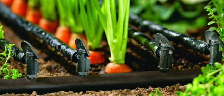 wortel-drip-irrigation