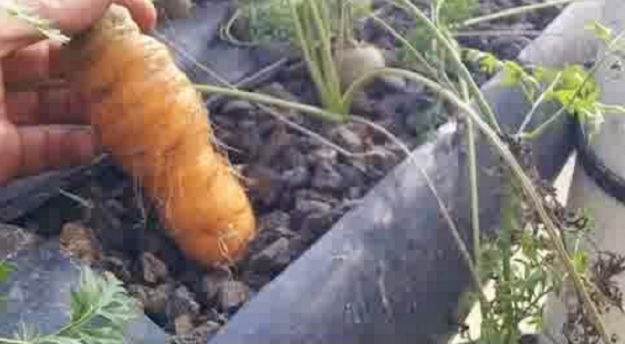wortel-hidroponik
