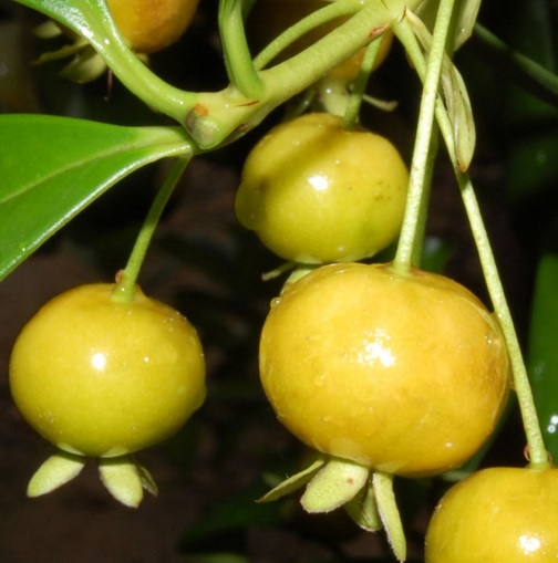 yellow-grumichama