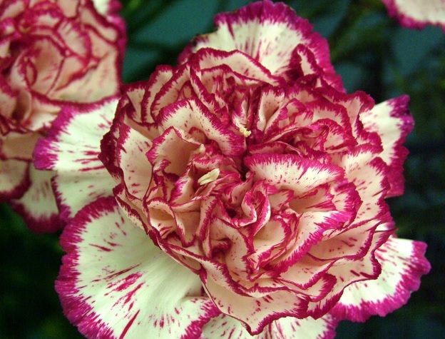 Bunga carnation atau anyelir.