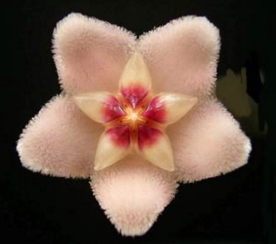 Bentuk bunga hoya seperti pola bintang yang berkilau dengan permukaan yang diselimuti oleh bulu-bulu halus.