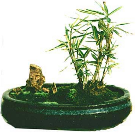Membuat Bonsai Bambu Kuning Bibitbunga Ditanam Berumpun Menyerupai Gaya Hidup