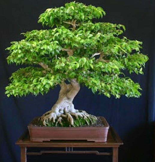 Kelapa tercantik bonsai Harga Kelapa