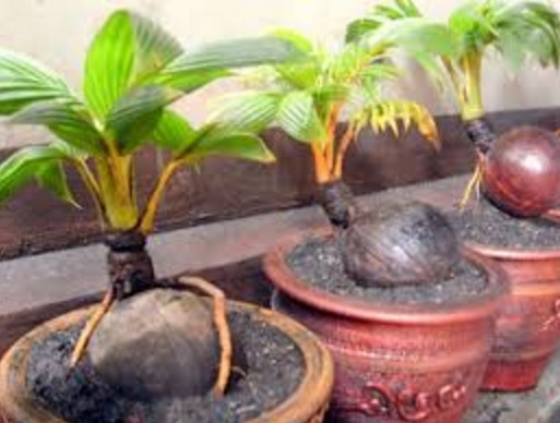 Tanaman bonsai kelapa bercabang.