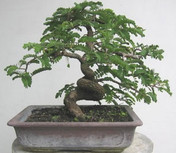 bonsai-pohon-asem-jawa