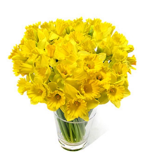 bunga-daffodil-buket