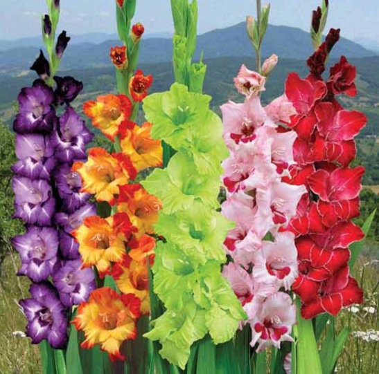 bunga-gladiol