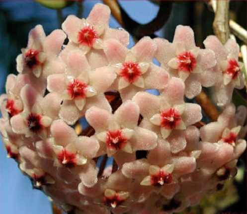 Satu kuntum bunga hoya berukuran 1,5 cm dan tumbuh membentuk kelompok. Satu kelompok biasanya berjumlah 30 kuntum bunga yang harum semerbak.