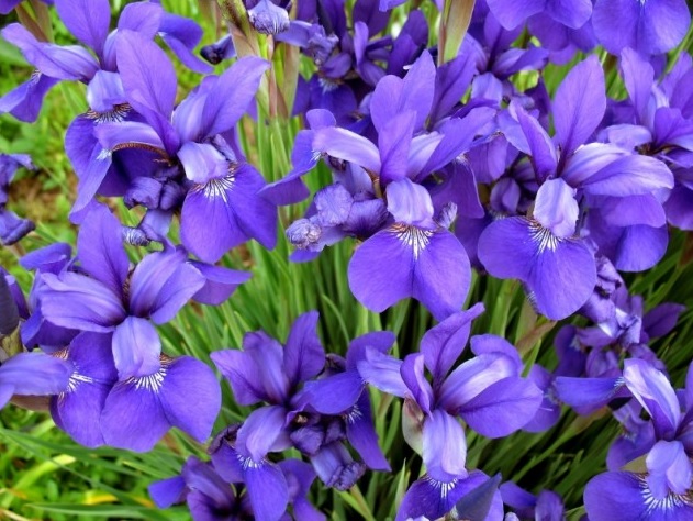 Bunga iris.