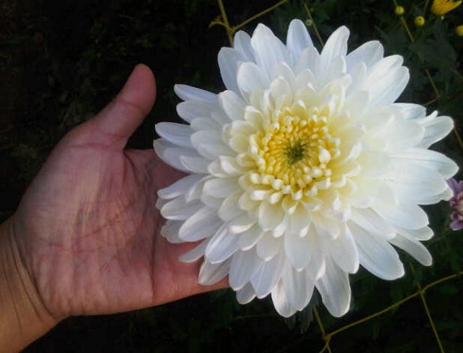 Krisan white fuji adalah salah satu contoh bunga krisan jenis standard yang berukuran besar dan banyak dijadikan bunga potong.