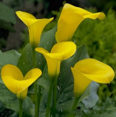 Calla lily kuning.