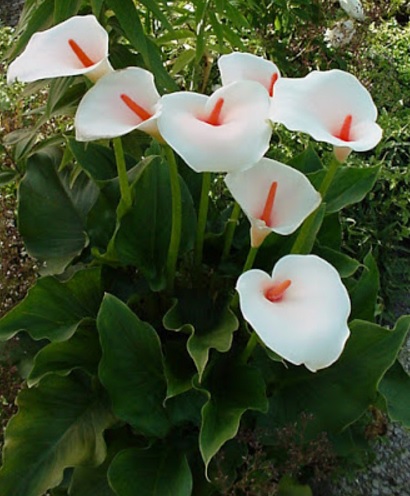 Calla lily putih.