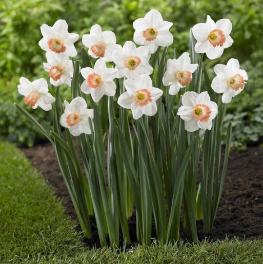 Bunga daffodil putih.